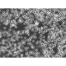 Human Peripheral Blood CD34+ Cells (Enriched)